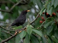 Merel  20250607  Tuin