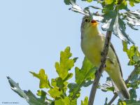 Spotvogel  20250604  Oude Buisse Heide