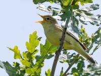 Spotvogel  20250604  Oude Buisse Heide