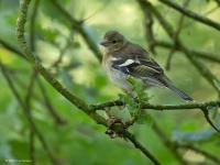 Vink  20250613  Pannenhoef