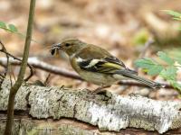 Vink  20250624  Pannenhoef