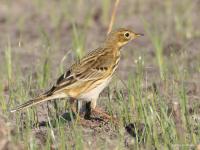 Graspieper  20250922  Reten