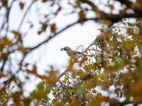 Gaai  20251108  Rondgors