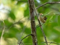 Goudhaan  20251009  De Reten