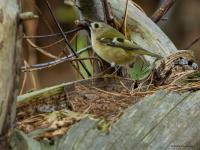Goudhaan  20251009  De Reten