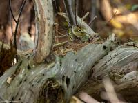 Goudhaan  20251009  De Reten