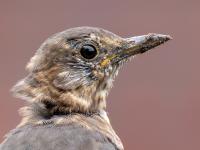 Merel  20251014  Tuin