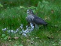 Sperwer  20251015  Tuin