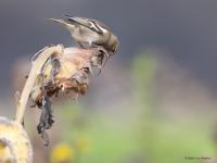 Vink  20251018  Wissenkerke