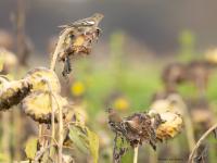 Vink  20251018  Wissenkerke