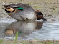Wintertaling  20251018  Wissenkerke