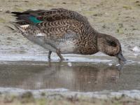 Wintertaling  20251018  Wissenkerke