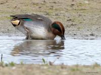 Wintertaling  20251018  Wissenkerke