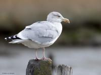 Zilvermeeuw  20251018  Colijnsplaat