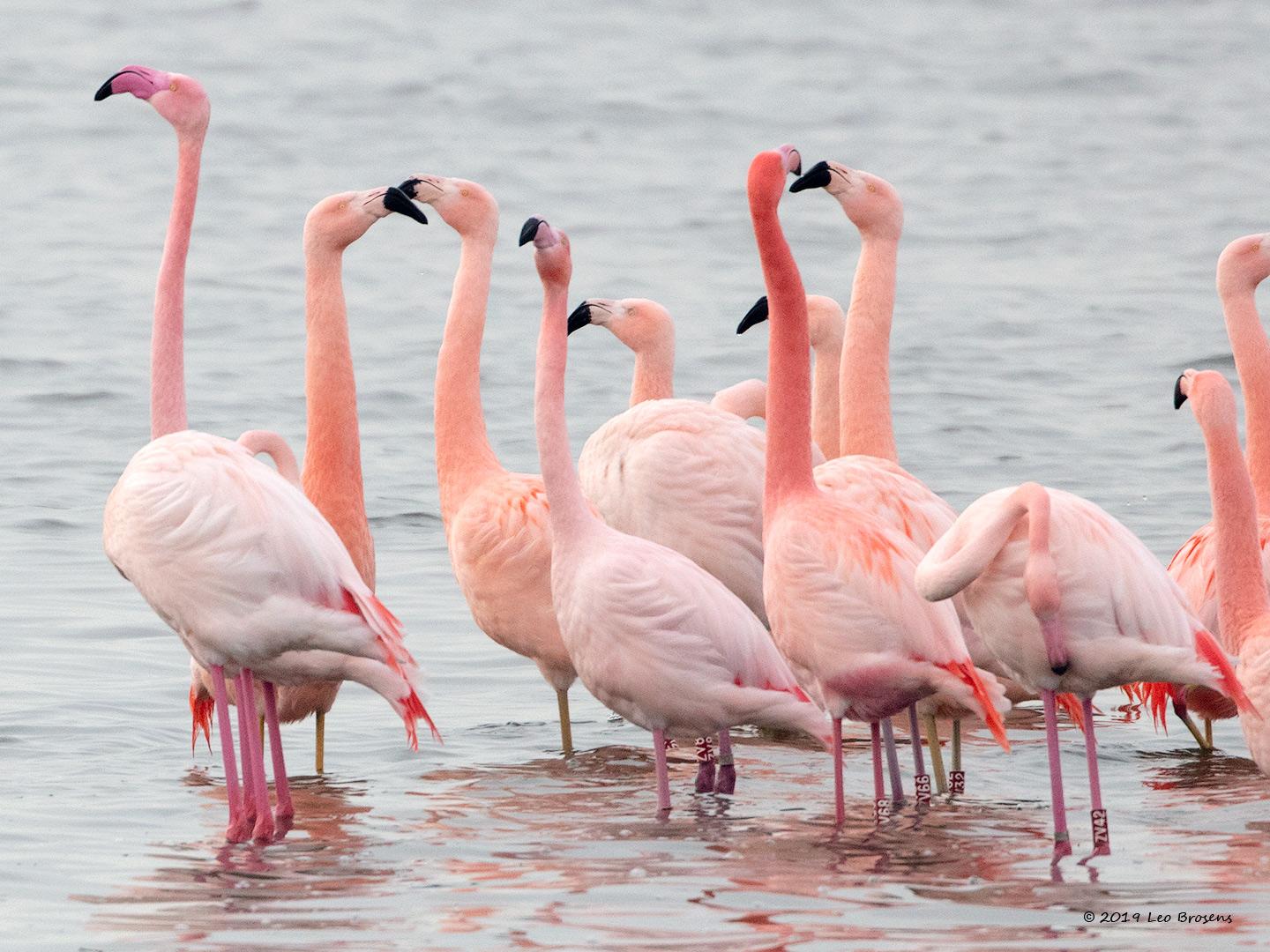 Flamingo-20190118g1440bYSXX3949crfb.jpg
