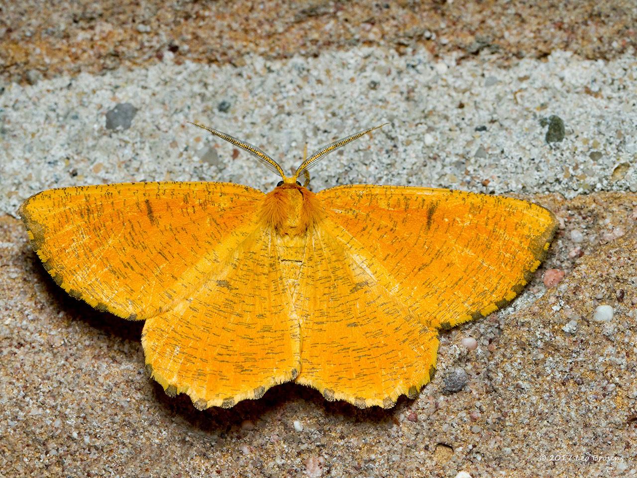 Oranje-iepentakvlinder-Angerona-prunaria-20140607g1280IMG_4715acrfb.jpg
