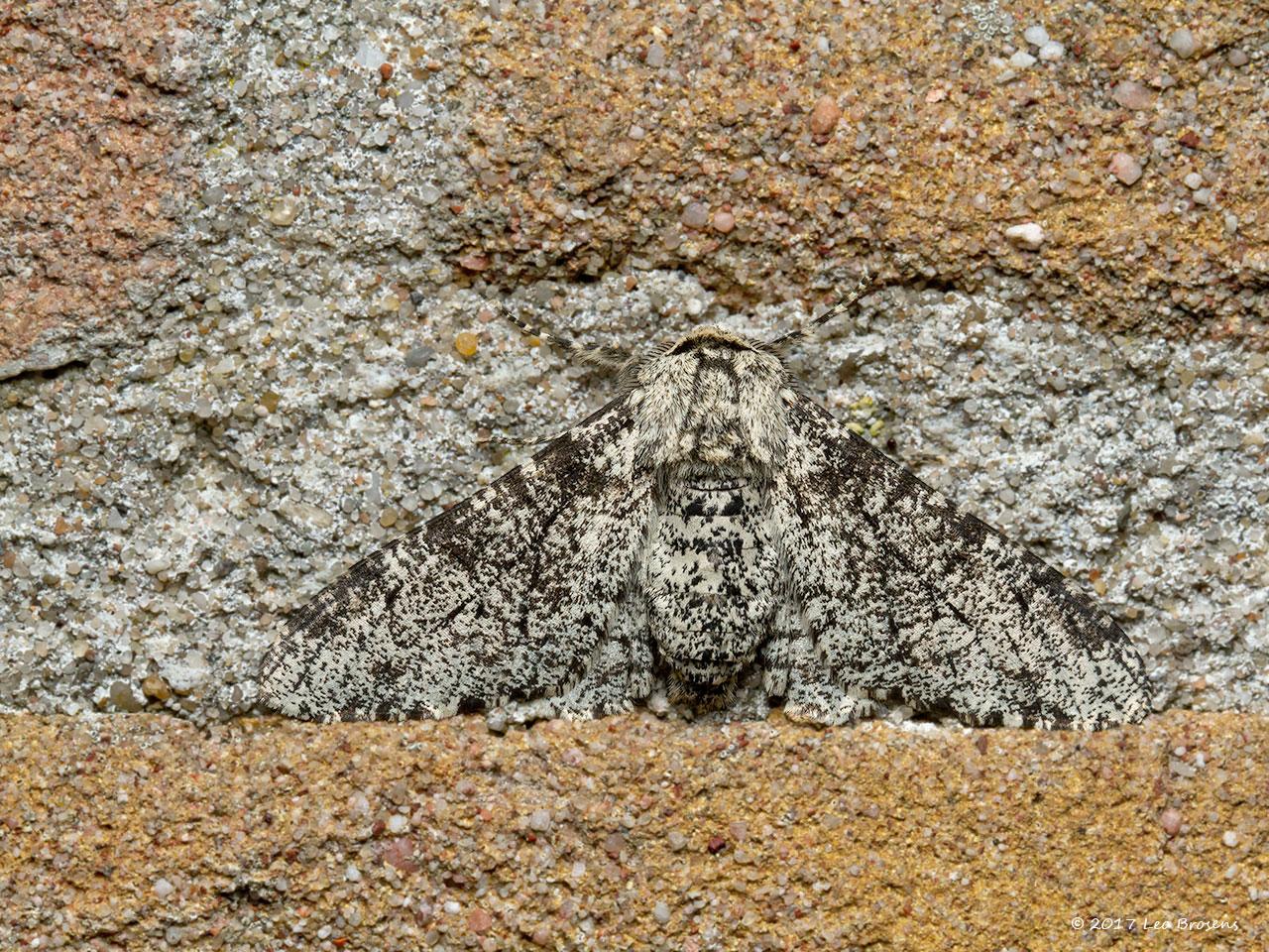 Peper-en-zout-vlinder-20150718g1280_MG_1345acrfb.jpg