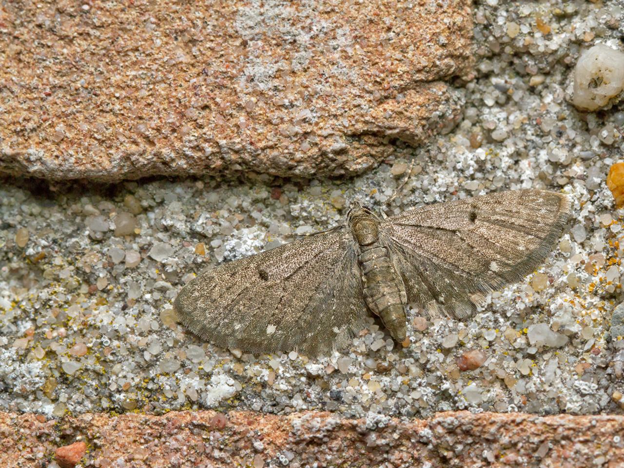 Schermbloemdwergspanner-Eupithecia-tripunctaria-20150715g1280_MG_1228a.jpg