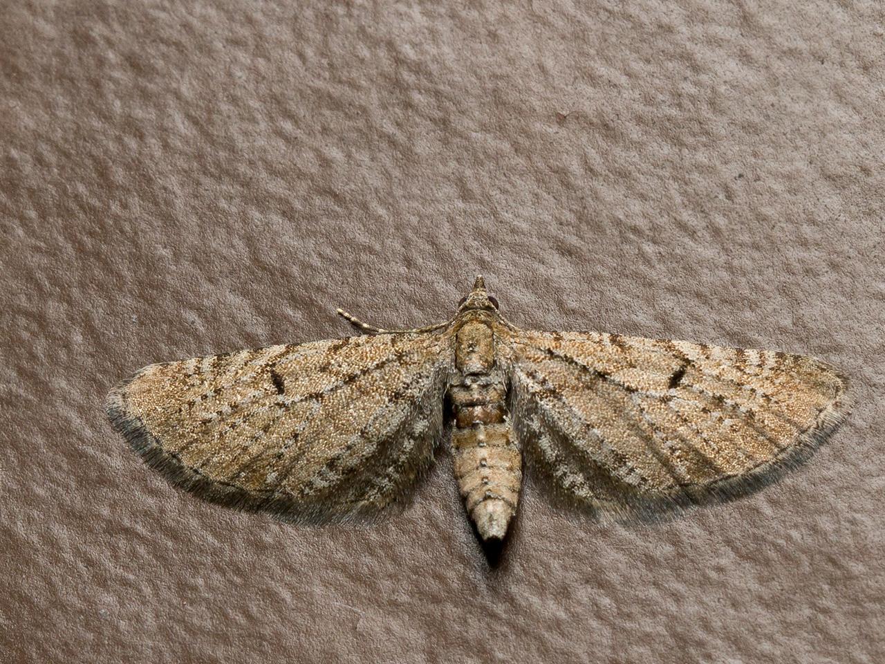 Streepjesdwergspanner-Eupithecia-intricata-20150605g1280IMG_9498a.jpg