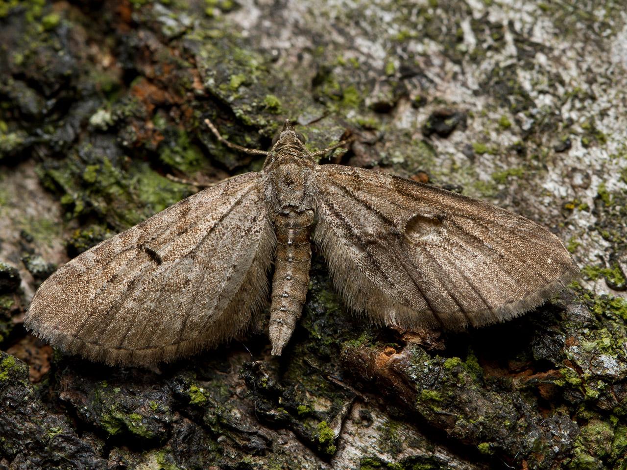 Voorjaarsdwergspanner-Eupithecia-abbreviata-20130608g1280IMG_6427a.jpg