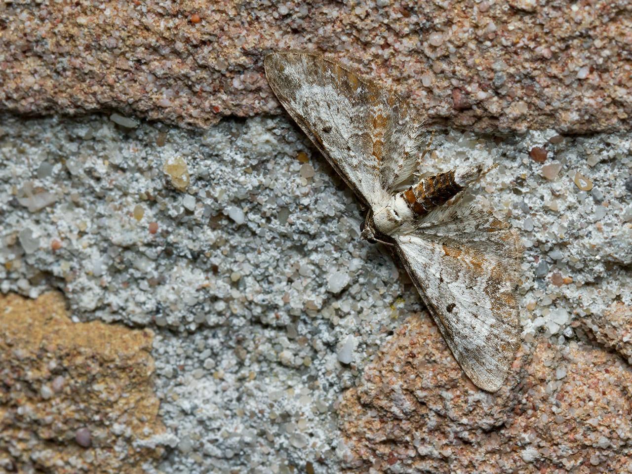 Witvlakdwergspanner-Eupithecia-succenturiata-20140804g1280IMG_5936b.jpg
