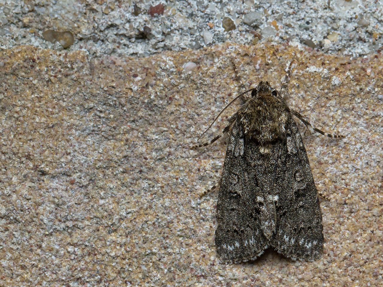 Zuringuil-Acronicta-rumicis-20140525g1280IMG_4202a.jpg