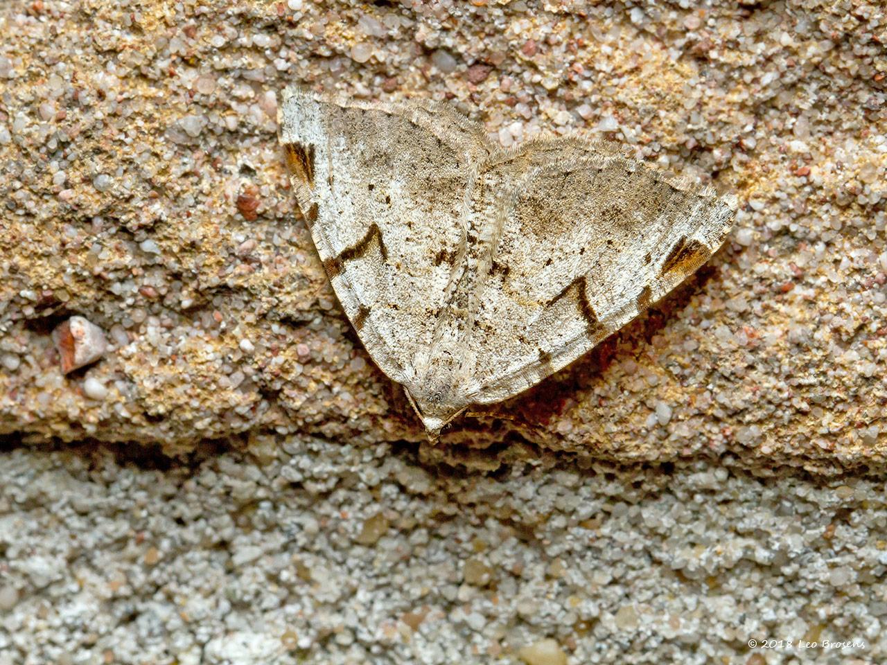 Zwarte-w-vlinder-Macaria-wauaria-20150702g1280IMG_0883acrfb.jpg