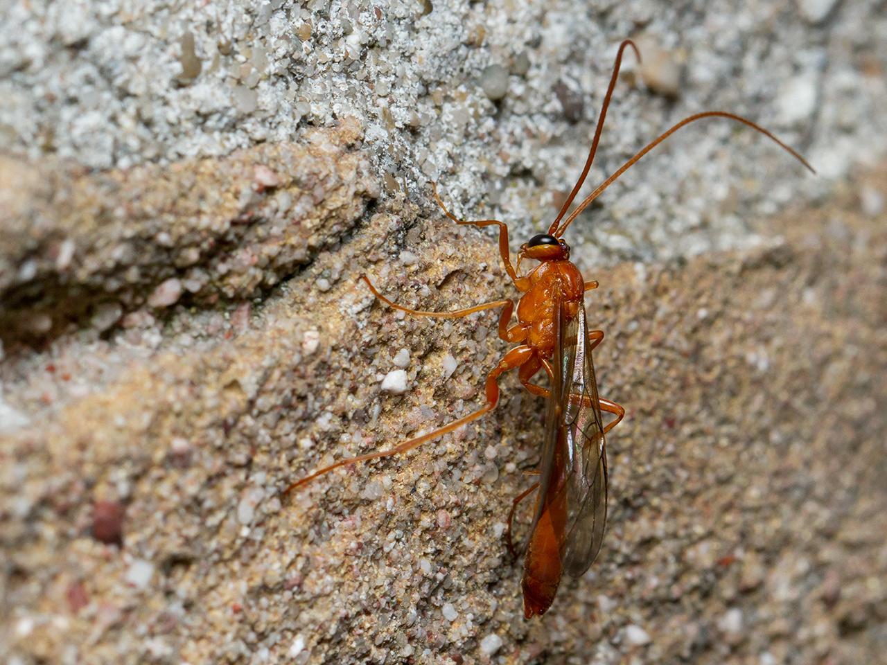 Gewone-sluipwesp-Ichneumonidae-Ophion-luteus-20140428g1280IMG_3088a.jpg