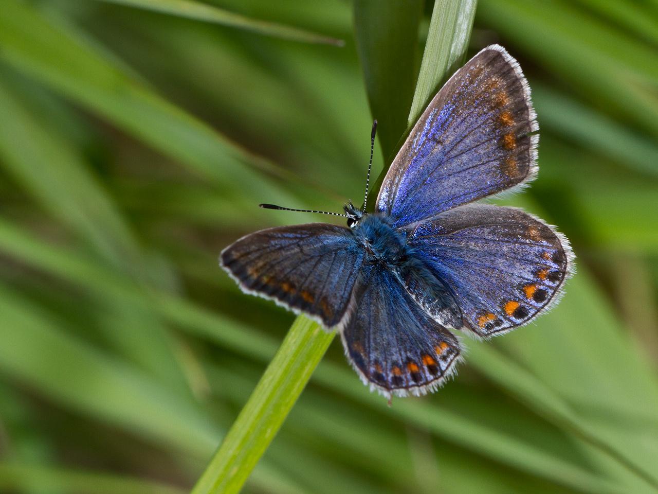 Icarisblauwtje-Polyommatus-icarus-20130902g280IMG_0059a.jpg