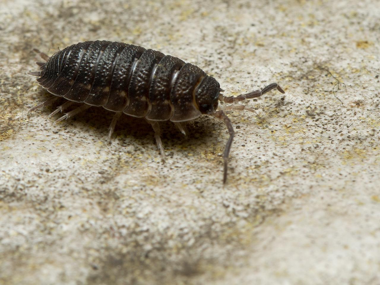 Pissebed-Porcellio-scaber-20121023g1280IMG_1991a.jpg