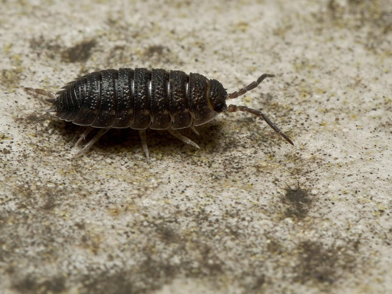 Pissebed-Porcellio-scaber-20121023g1280IMG_1993a.jpg