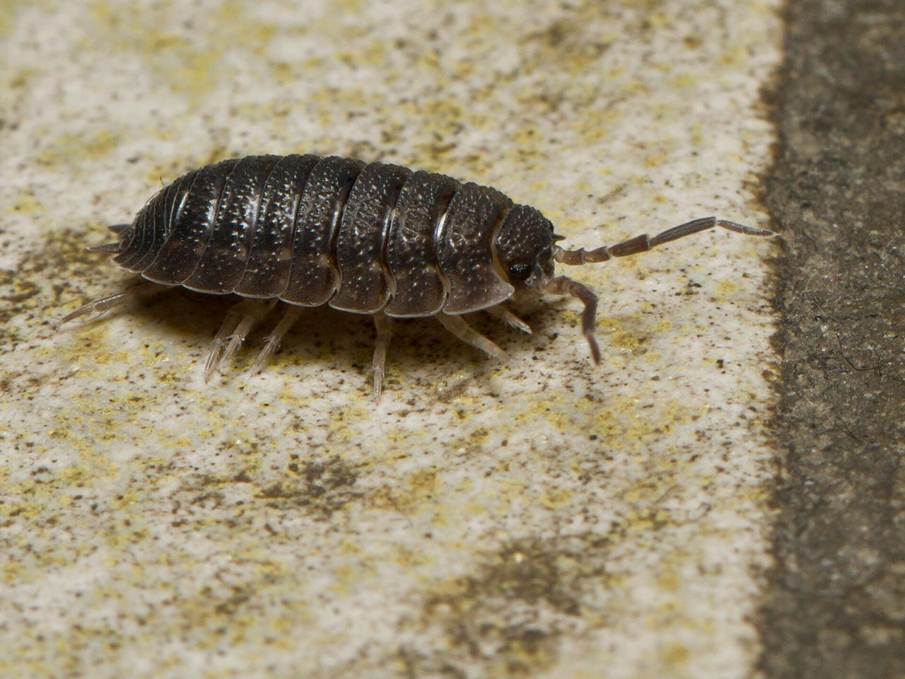 Pissebed-Porcellio-scaber-20121023g1280IMG_1994a.jpg
