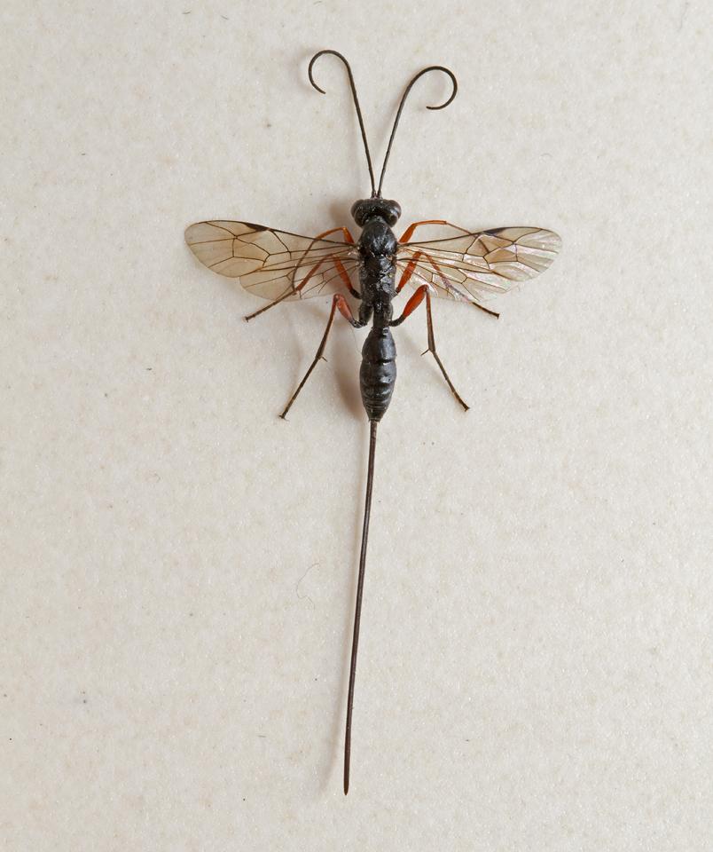 Sluipwesp-Ichneumonidae-20130730g1280IMG_8263a_0.jpg