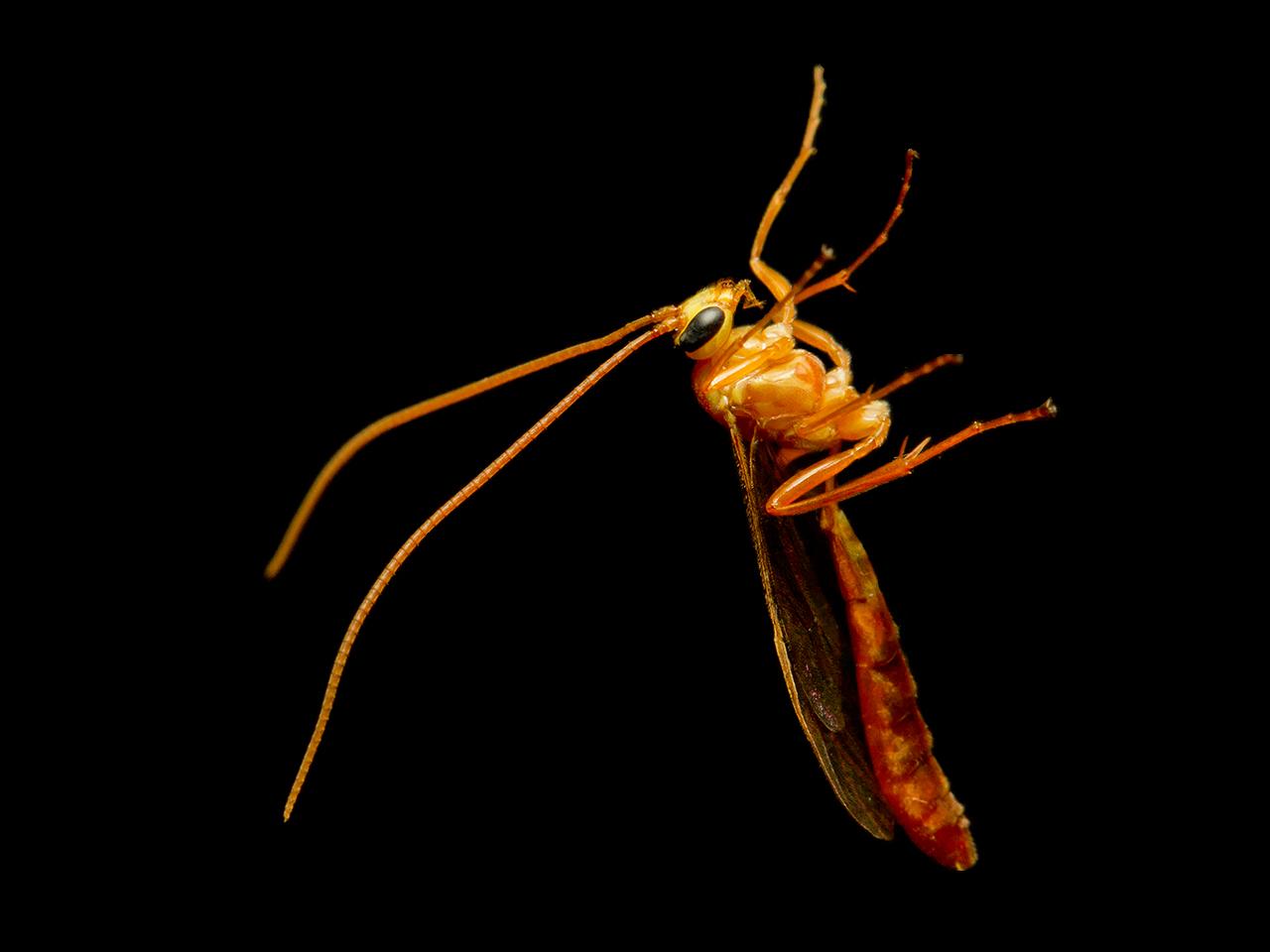 Sluipwesp-Ichneumonidae-spec-20150505g1280IMG_8972a_0.jpg