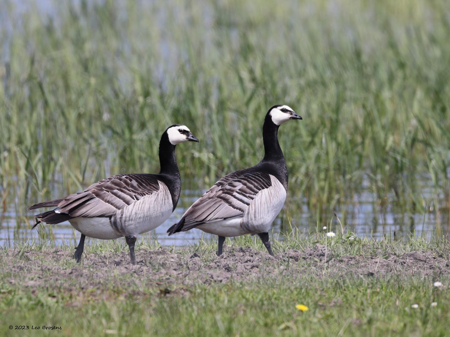 nBrandgans-20n230519g14401A1A5579acrfb-Hogerwaardpolder.jpg
