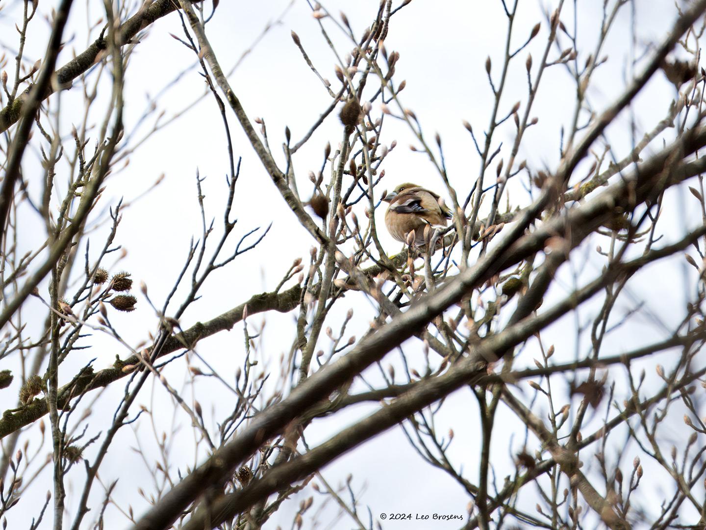 Appelvink-20240329g14401A1A1415atcrfb-Oude-Buisse-Heide.jpg