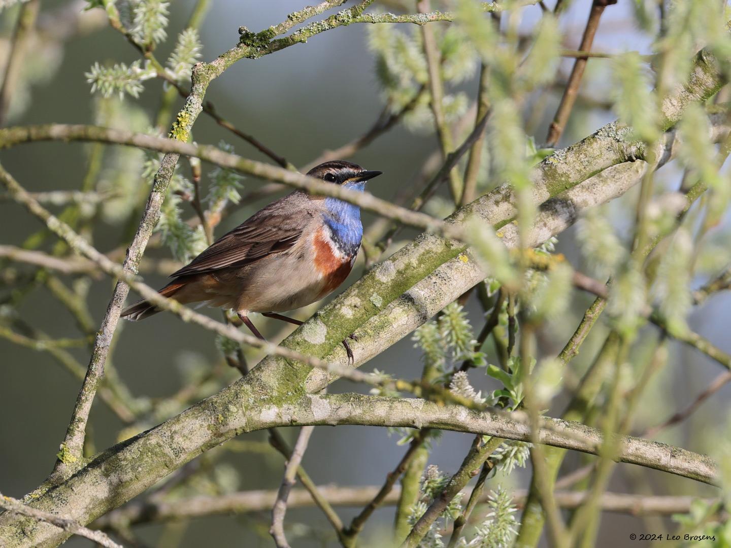 Blauwborst-20240406g14401A1A2020acrfb-Oude-Buisse-Heide.jpg