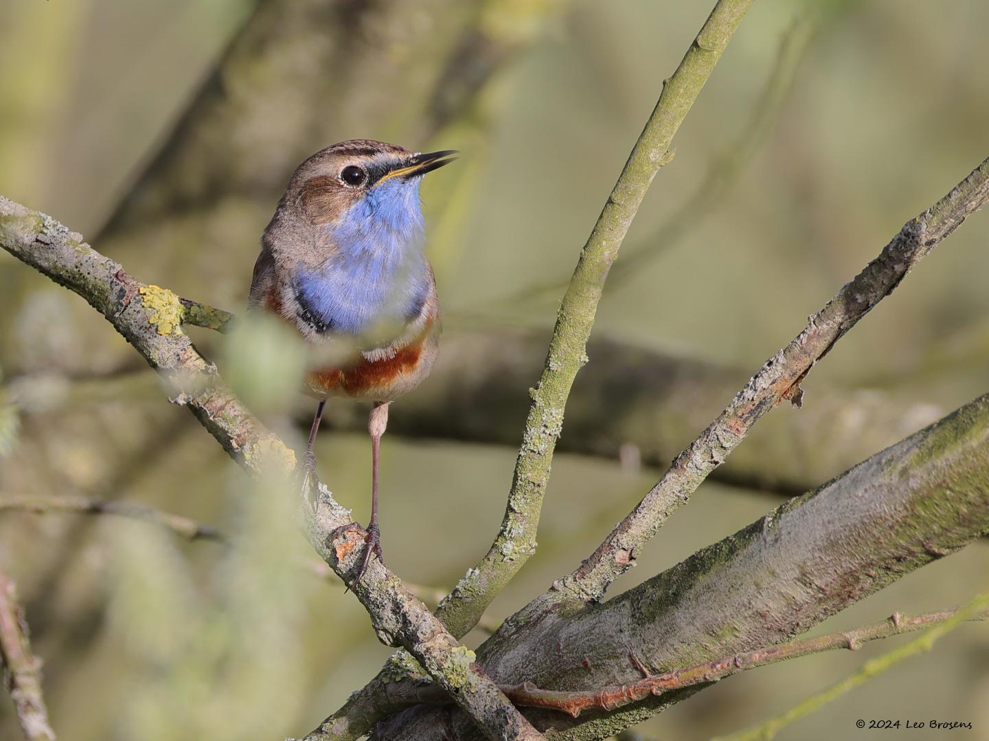 Blauwborst-20240406g14401A1A2113acrfb-Oude-Buisse-Heide.jpg