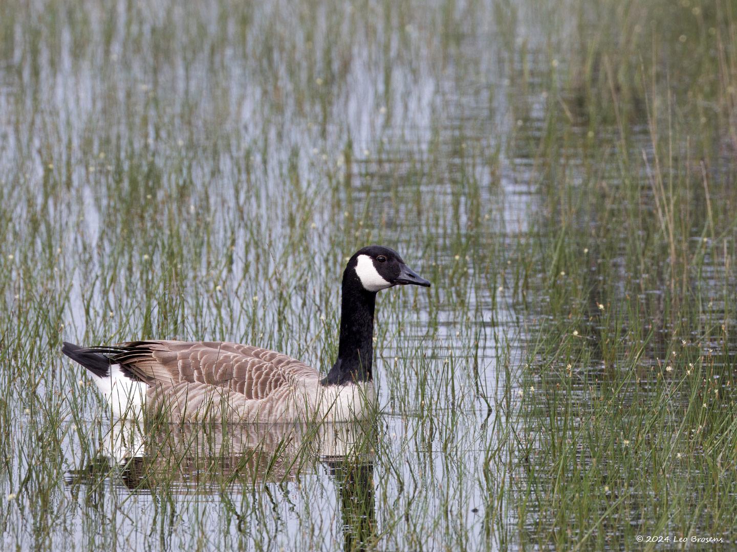 Canadese-gans-20240517g14401A1A6634atcrfb-Oude-Buisse-Heide_0.jpg