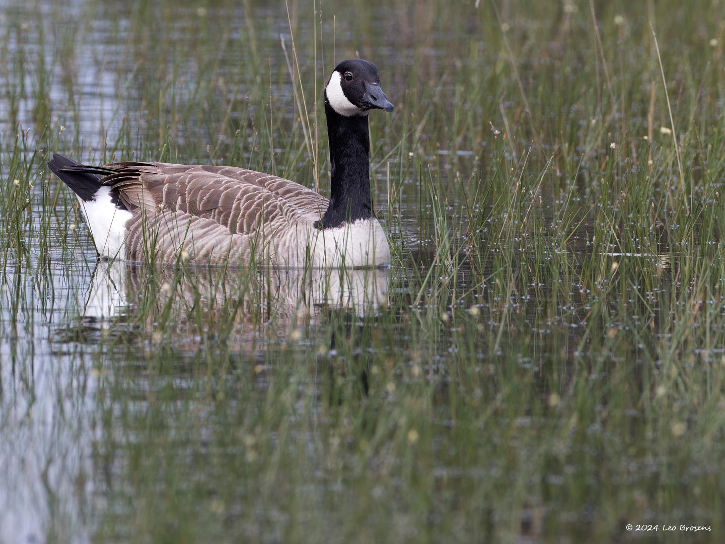 Canadese-gans-20240517g14401A1A6658atcrfb-Oude-Buisse-Heide_0.jpg