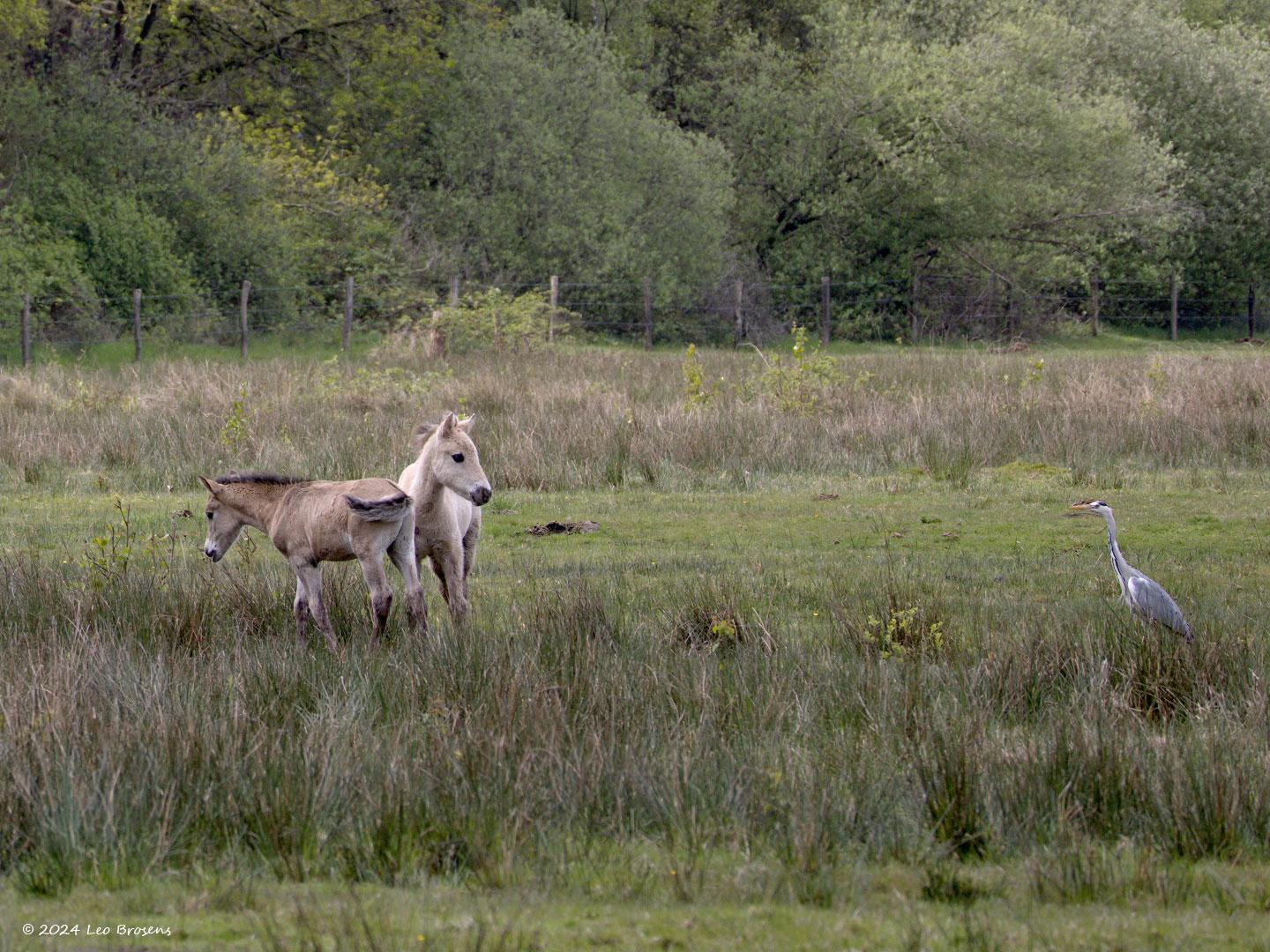 Konik-paard-Reiger-20240427g14401A1A4765bcrfb-Pannenhoef.jpg