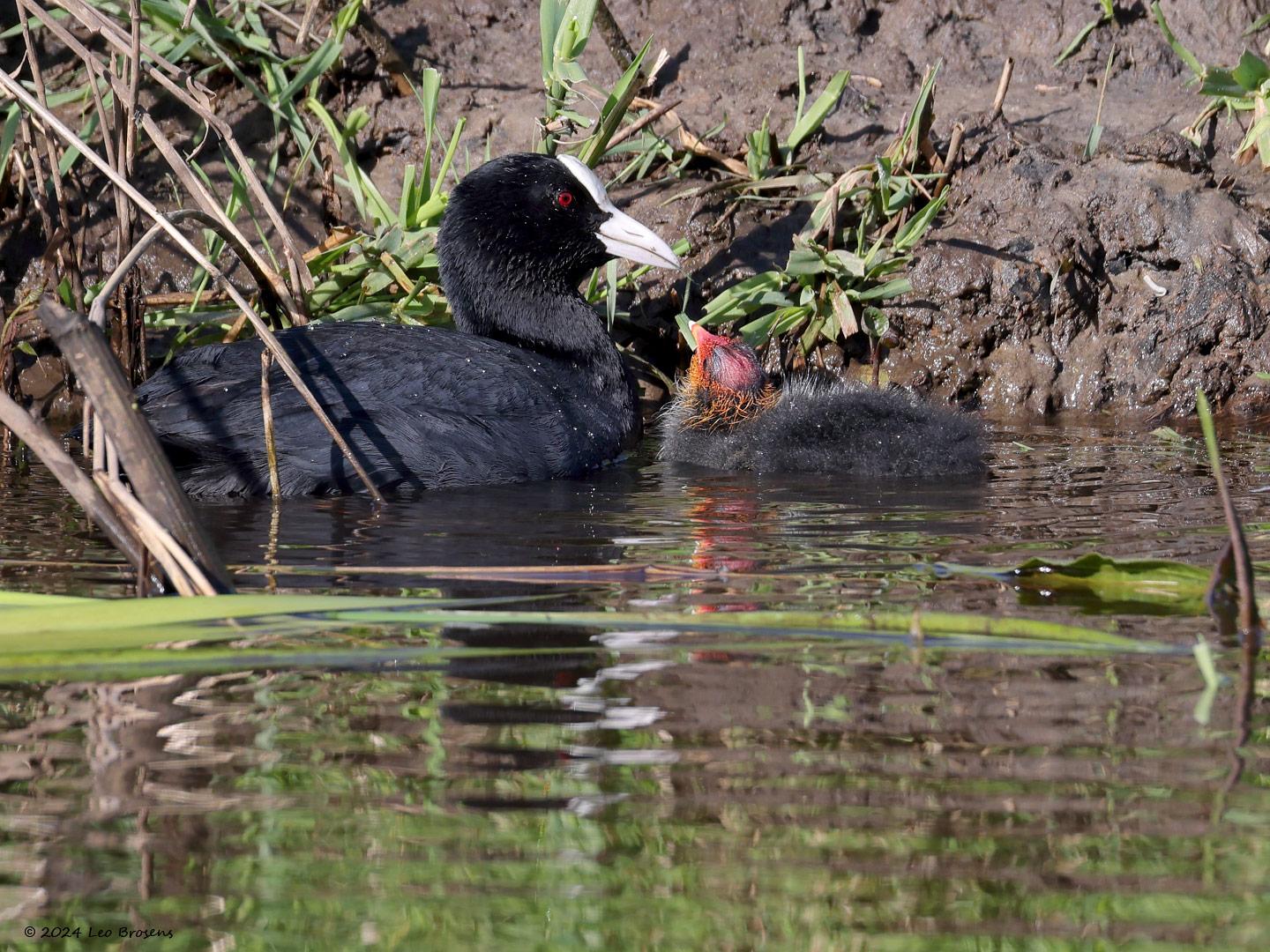 Meerkoet-20240418g14401A1A4058acrfb-Galder.jpg