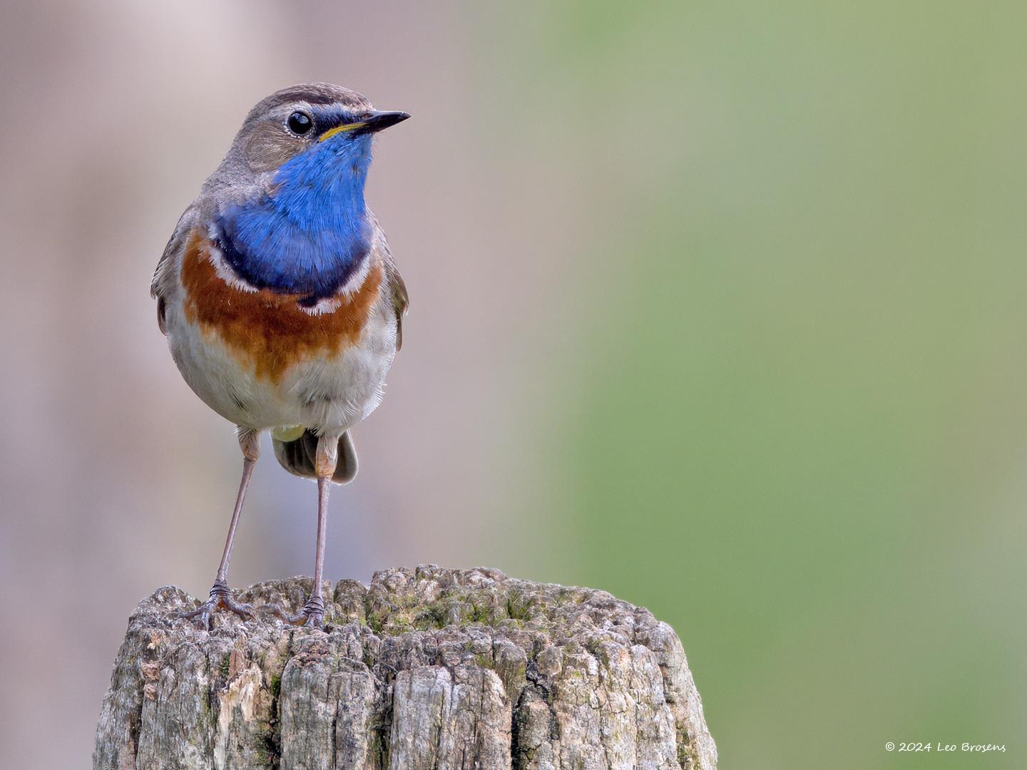 Blauwborst-20240608g14401A1A9620atcrfb-Oude-Buisse-Heide.jpg