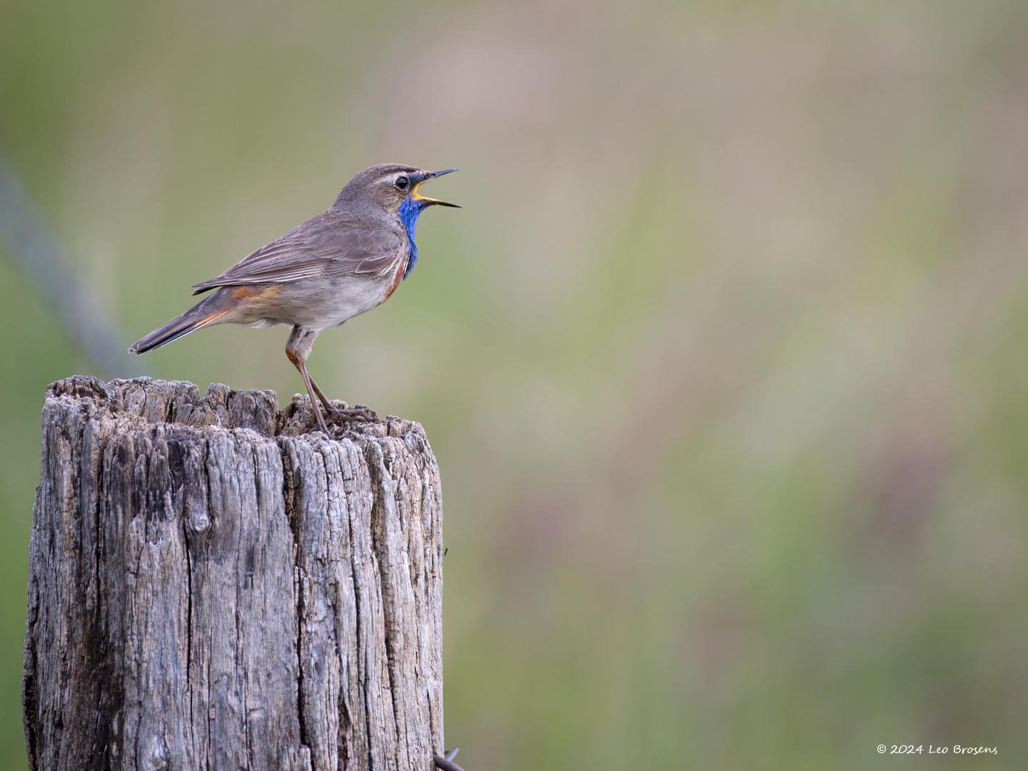 Blauwborst-20240608g14401A1A9646atcrfb-Oude-Buisse-Heide.jpg