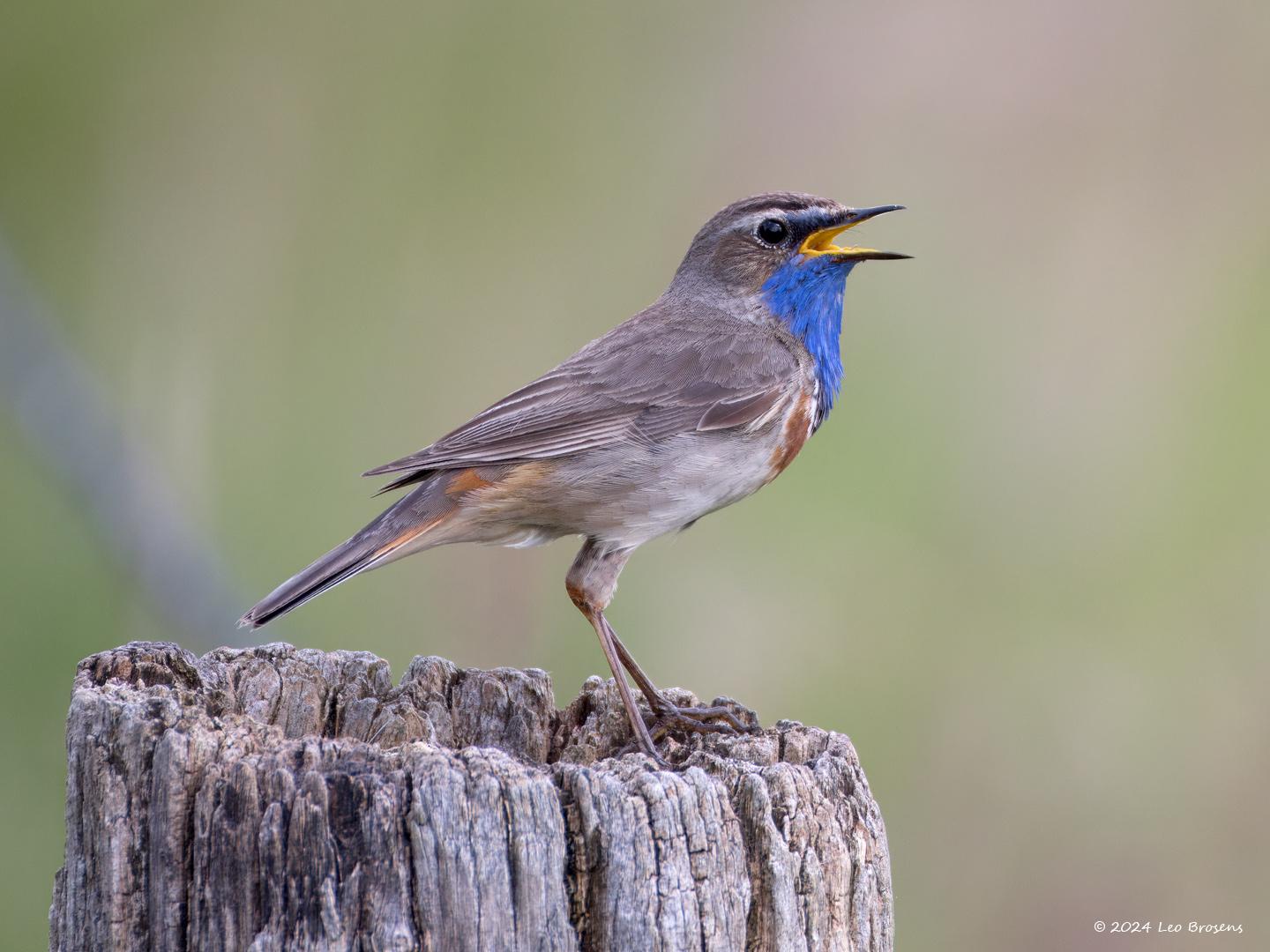 Blauwborst-20240608g14401A1A9656atcrfb-Oude-Buisse-Heide.jpg