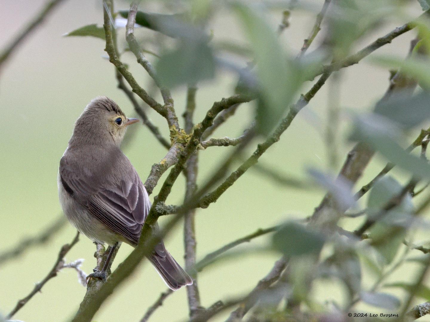 Spotvogel-20240527g14401A1A7802atcrfb-Oude-Buisse-Heide_0.jpg