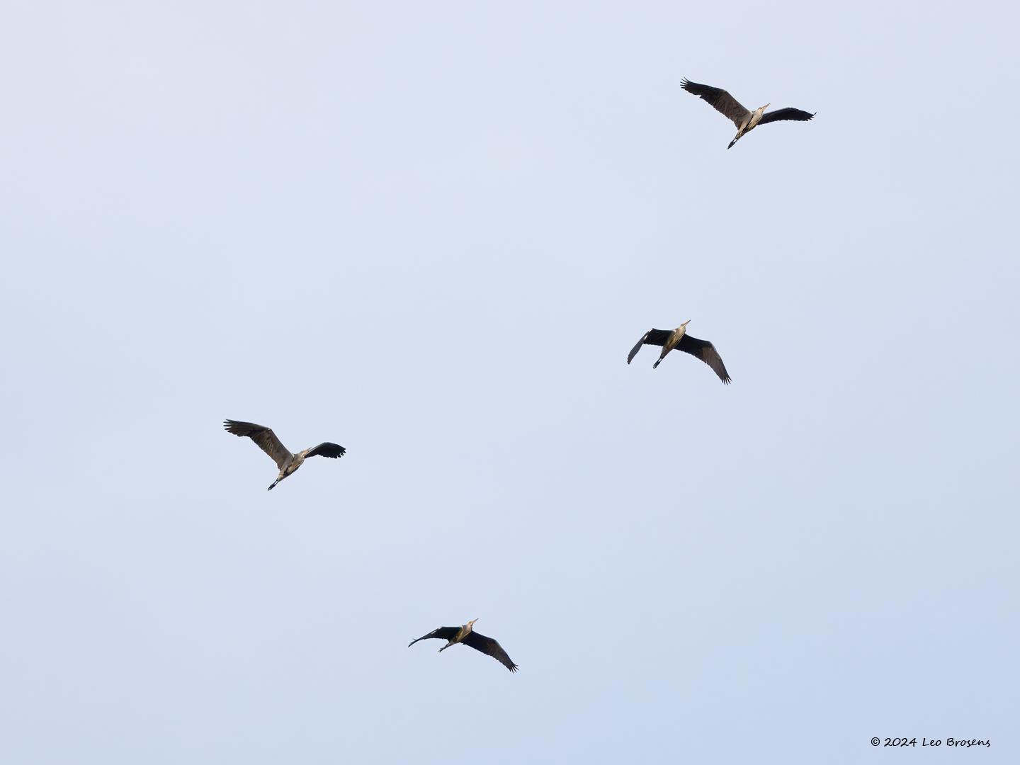 Blauwe-reiger-20240711g14401A1A2573atcrfb-Oude-Buisse-Heide_0.jpg