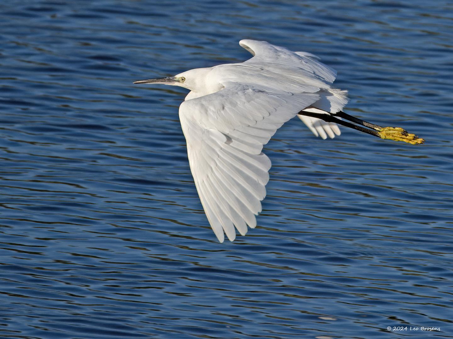 Kleine-zilverreiger-20240729g14401A1A3794atcrfb-Scherpenisse_0.jpg