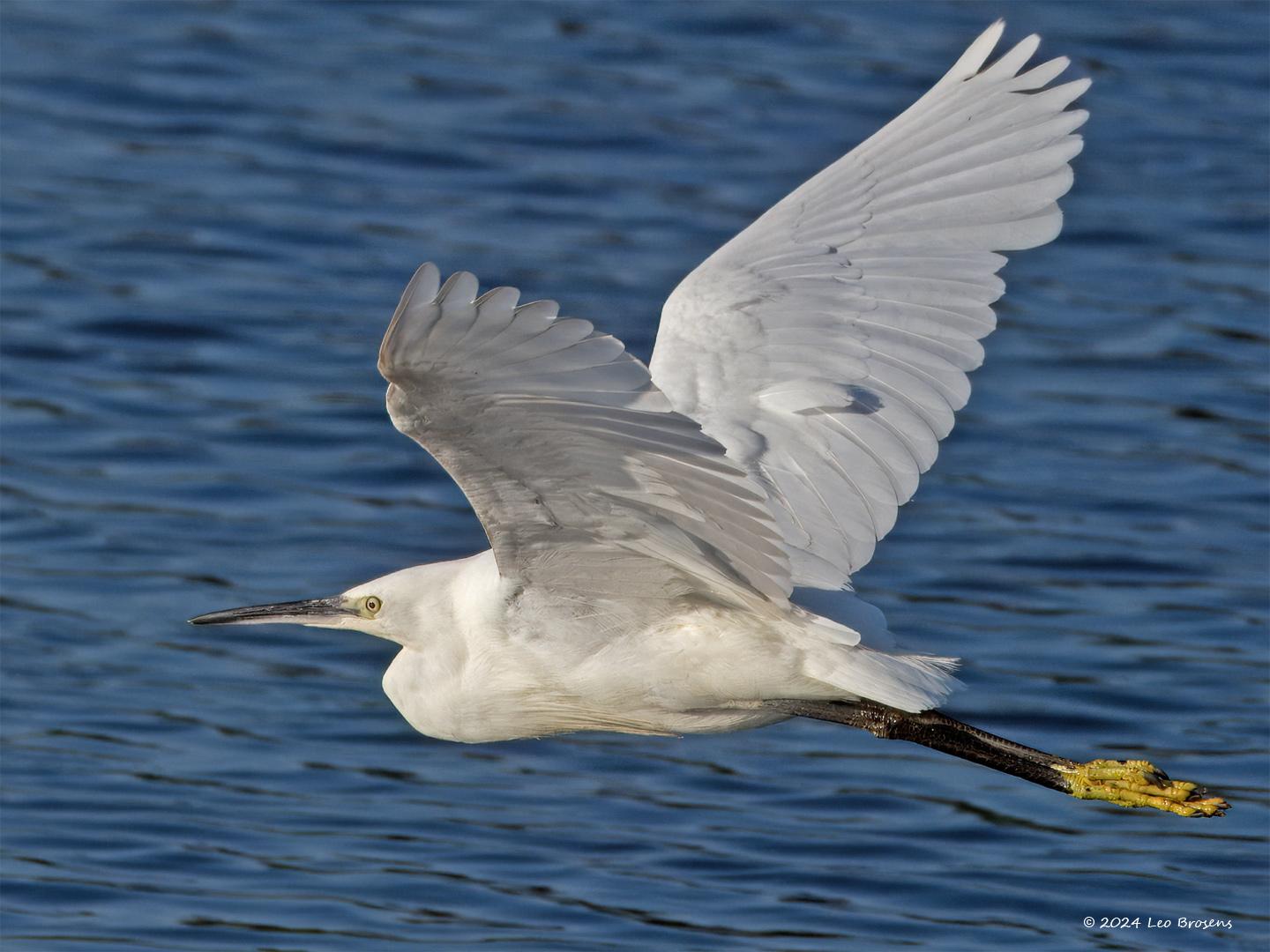 Kleine-zilverreiger-20240729g14401A1A3802atcrfb-Scherpenisse_0.jpg