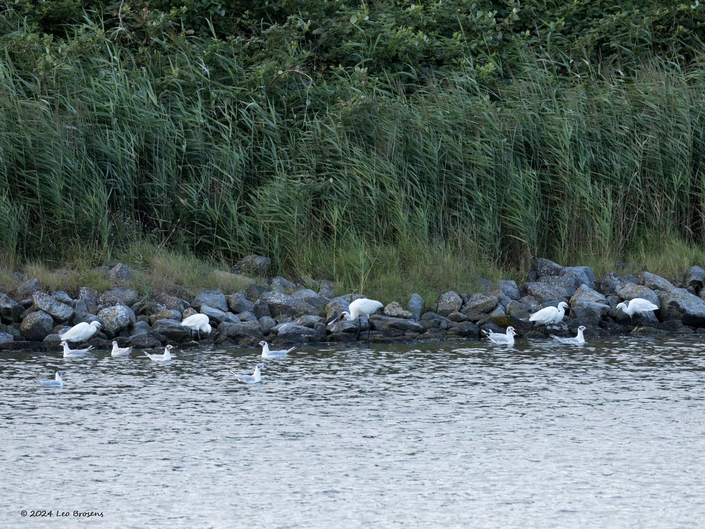 Kleine-zilverreiger-20240805g14401A1A4029atcrfb-Scherpenisse_0.jpg